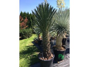 Yucca Filifera Australis-10°C - 15°C - výška v dospělosti   mezí 8 - 10 m