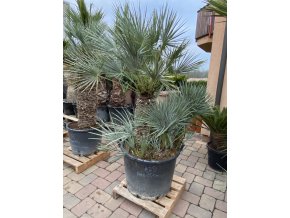 Chamaerops humilis var. cerifera