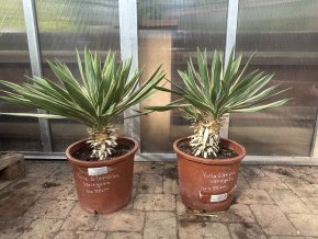 Yucca Gloriosa - Variegata -22°C -25°C / 50-55 cm