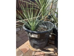 Yucca Linearifolia - Galeana - Modrá forma