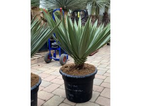 Yucca Gloriosa Lone Star