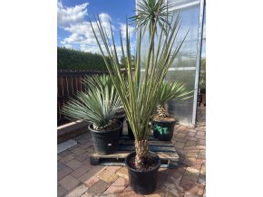 Yucca Torreyi
