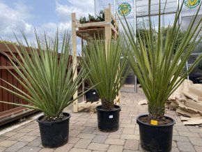 Yucca Torreyi