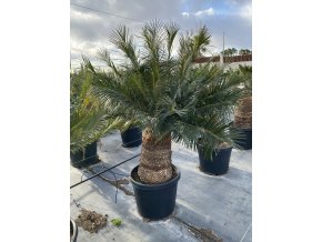 Cycas panzhihuaensis