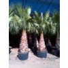 Washingtonia robusta -4°C / -8°C