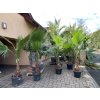 Washingtonia robusta -4°C / -8°C