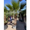Washingtonia robusta -4°C / -8°C