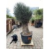 Yucca Filifera Australis-10°C - 15°C - výška v dospělosti   mezí 8 - 10 m