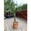 Cordyline australis - Dracaena (Dračenka)