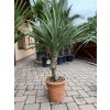 Cordyline australis - Dracaena (Dračenka)