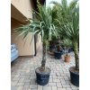 Cordyline australis - Dracaena (Dračenka)