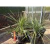 Cordyline australis - Dracaena (Dračenka)