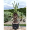 Yucca Faxoniana