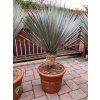 Yucca Rostrata - Blue Swan