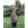 Yucca Thomsoniana - Zelená i modrá forma - SKLADEM!