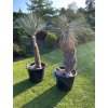 Yucca Thomsoniana - Zelená i modrá forma - SKLADEM!