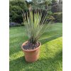 Yucca Thomsoniana - Zelená i modrá forma - SKLADEM!
