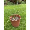 Yucca Thomsoniana - Zelená i modrá forma - SKLADEM!