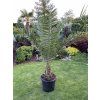 Phoenix silvestris