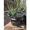 Yucca Linearifolia - Galeana - Modrá forma