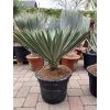 Yucca Gloriosa Lone Star