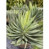 Yucca Gloriosa Lone Star