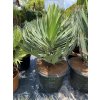 Yucca Gloriosa Lone Star