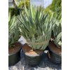 Yucca Gloriosa Lone Star