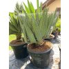 Yucca Gloriosa Lone Star