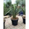 Yucca Gloriosa Lone Star