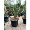 Yucca Gloriosa Lone Star