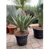 Yucca Gloriosa Lone Star