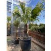 Livistona chinensis