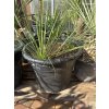 Yucca Linearifolia - Saltillo - zelená forma