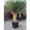Yucca Linearifolia - Saltillo - zelená forma