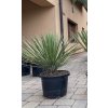 Yucca Potosina