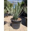 Yucca Whipplei