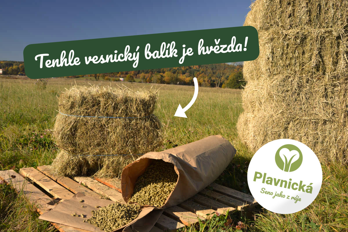 Hranatý balík sena je ideální na cesty, do boxů i pro citlivé koně