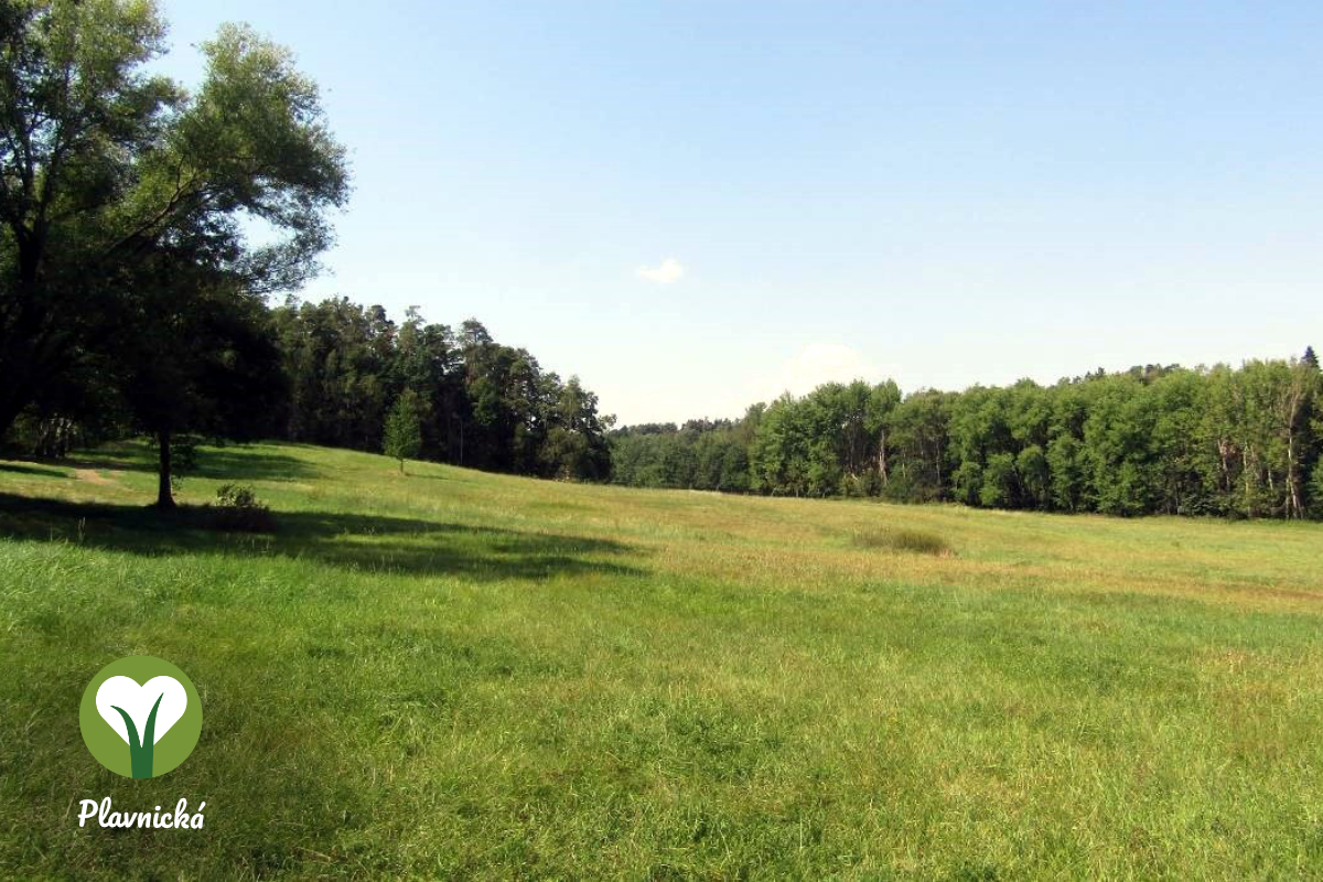 Kde a proč začaly vznikat louky?