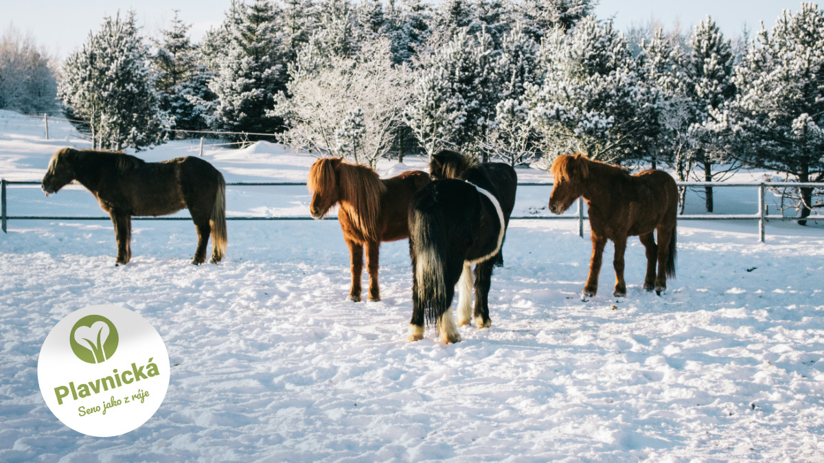 Seno je v zimě víc než krmení. Pomáhá zvířatům být v teple