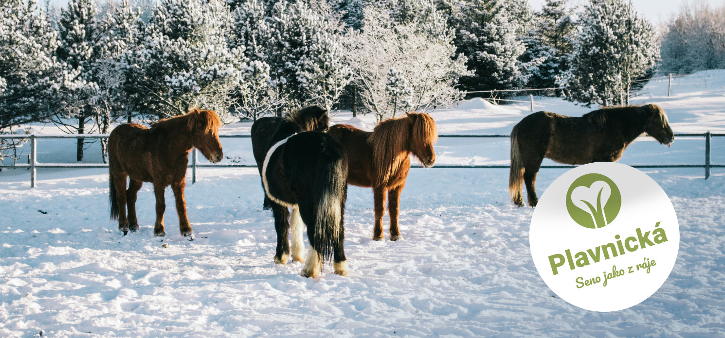 Seno je v zimě víc než krmení. Pomáhá zvířatům být v teple