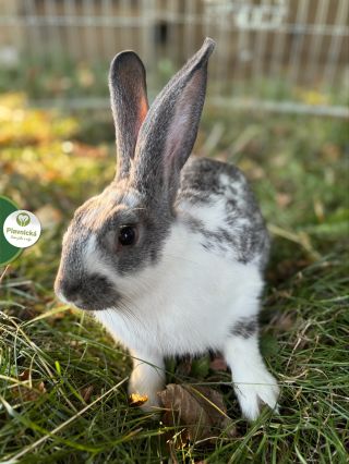 Tým Plavnické se před pár dny rozšířil o tuto krásnou slečnu… Pojmenovali jsme ji opět tématicky - Kopretina 😍 Až se u nás...