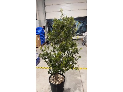 WhatsApp Image 2025 12 01 at 12.12.40