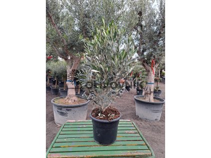 Olivovník - Olea Europaea BUSH 25lt  120 - 150 cm