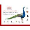 Hledačka zvířat – Vojanovy sady (PDF)