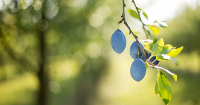 Ochutnajte Vizovice, hlavné mesto slivovice!