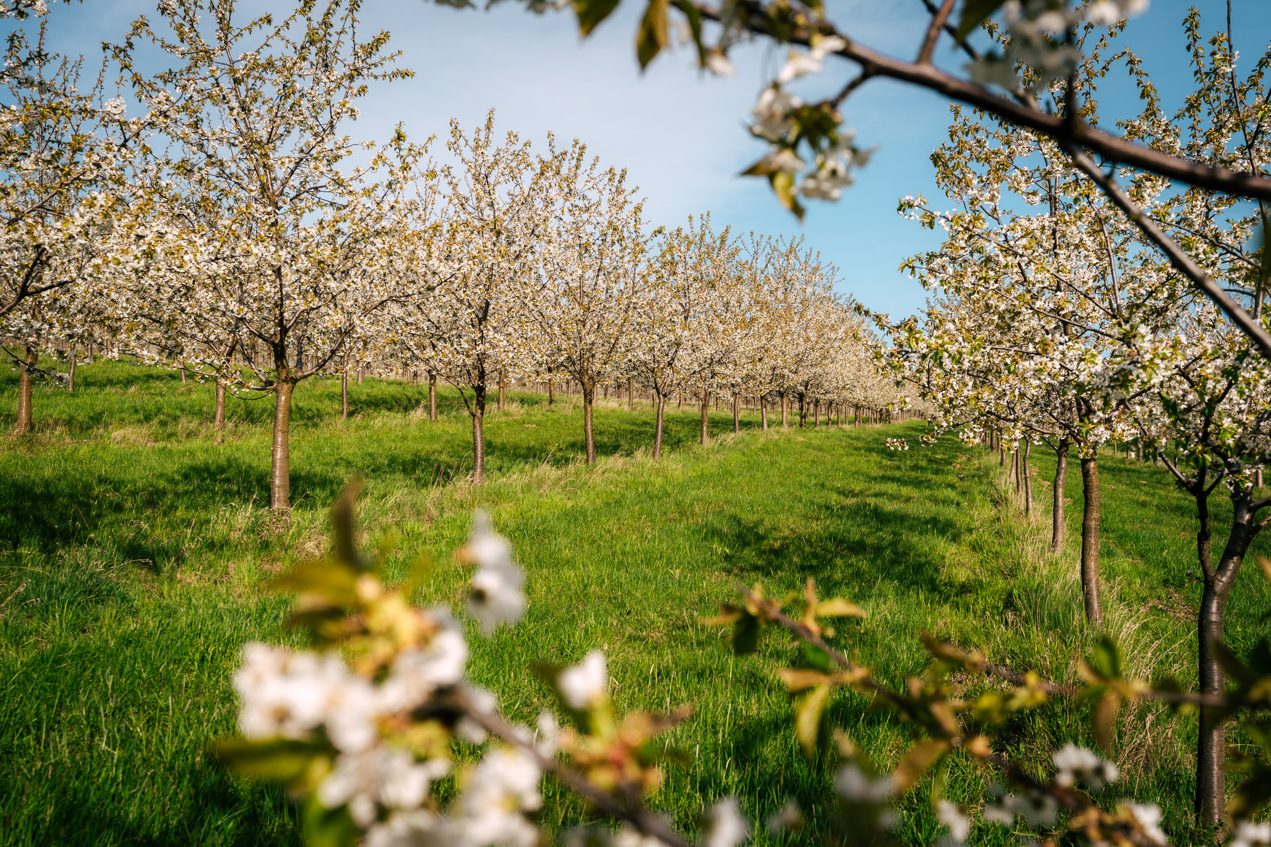 Nové Kostelanské čerešňovice