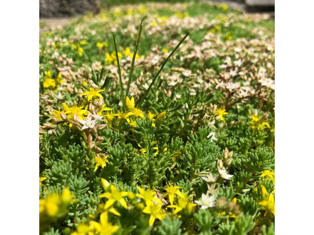 Rozchodníkový koberec TYP R pre ploché strechy 0,6 x 2 m