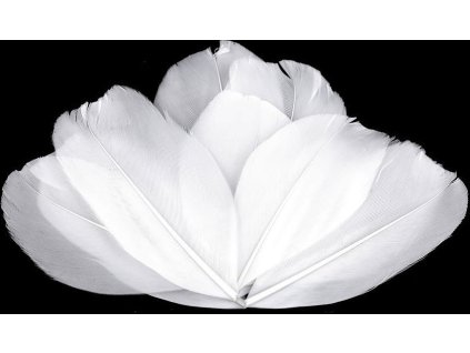 Husí peří délka 5,5-7 cm (Varianta 1 bílá, Balení 1 sáček)