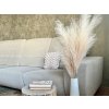 Pampová tráva (Balení 1 ks, Varianta 1 bílá)